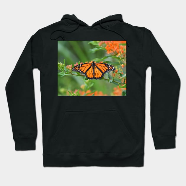 Monarch Butterfly Hoodie by candiscamera